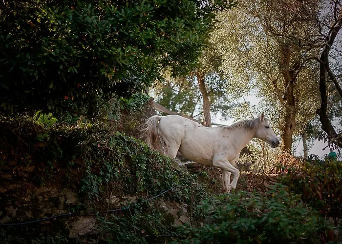 Arrabia Glamping Bed & Breakfast